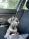 Schnauzer Puppies for sale in Cibolo, TX, USA. price: $300