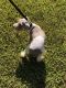 Schnauzer Puppies for sale in Rock Hill, SC, USA. price: NA