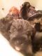 Schnauzer Puppies for sale in 1385 W Mt Whitney Ave, Riverdale, CA 93656, USA. price: NA