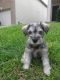 Schnauzer Puppies for sale in San Antonio, TX, USA. price: $375
