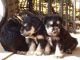 Schnauzer Puppies for sale in 64895 Belmont Morristown Rd, Belmont, OH 43718, USA. price: $500