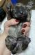 Schnauzer Puppies for sale in Duluth, GA 30096, USA. price: $800