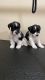 Schnauzer Puppies for sale in Reedley, CA, USA. price: $750