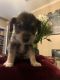 Schnauzer Puppies for sale in Camarillo, CA 93010, USA. price: NA