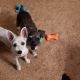 Schnauzer Puppies for sale in 144 Bynum Rd, Rockingham, NC 28379, USA. price: $750