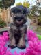 Schnauzer Puppies for sale in Camarillo, CA 93010, USA. price: $1,250