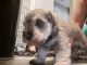 Schnauzer Puppies for sale in Trinity, NC, USA. price: $1,000