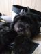 Schnauzerdoodledor Puppies for sale in Mount Carroll Historic District, IL 61053, USA. price: NA