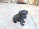 Schnauzerdor Puppies for sale in Orland Hills, IL 60477, USA. price: $850