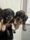 Schnauzerdor Puppies for sale in Frankston, Victoria. price: $1,500