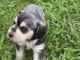 Schnauzerdor Puppies for sale in Ennis, Texas. price: $550