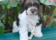 Schnauzerdor Puppies for sale in Gainesville, FL, USA. price: $500