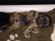 Schnauzerdor Puppies for sale in Delaware, OH 43015, USA. price: $600