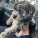 Schnoodle Puppies for sale in Tampa, FL, USA. price: $2,900