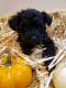 Schnoodle Puppies for sale in Wayland, MI 49348, USA. price: $1,600