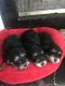 Schnoodle Puppies for sale in Clermont, FL, USA. price: $2,000