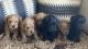 Schnoodle Puppies for sale in Larchwood, IA 51241, USA. price: NA