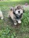 Schnoodle Puppies for sale in Tampa, FL, USA. price: $500