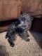 Schnoodle Puppies for sale in Sioux Falls, SD 57108, USA. price: NA