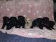 Schnoodle Puppies for sale in Bradford, PA 16701, USA. price: $850