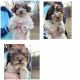 Schnoodle Puppies for sale in Lebanon, MO 65536, USA. price: NA