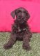 Schnoodle Puppies for sale in Bradford, PA 16701, USA. price: $500