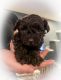 Schnoodle Puppies