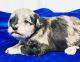 Schnoodle Puppies for sale in Waukon, IA 52172, USA. price: $800