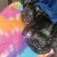 Schnoodle Puppies for sale in Grand Junction, CO, USA. price: NA