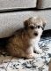 Schnoodle Puppies for sale in Grand Rapids, MI, USA. price: $190,000