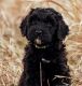 Schnoodle Puppies for sale in Fort Calhoun, NE 68023, USA. price: $1,500