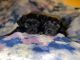 Schnoodle Puppies for sale in Nipomo, CA 93444, USA. price: $800