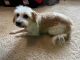 Schnoodle Puppies for sale in Wilmington Island, GA, USA. price: NA