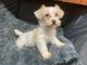 Schnoodle Puppies for sale in Salisbury, NC, USA. price: $1,000