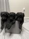 Schnoodle Puppies for sale in Laveen Village, Phoenix, AZ, USA. price: $2,000