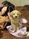 Schnoodle Puppies for sale in Nashville, TN, USA. price: $1,500
