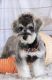 Schnoodle Puppies for sale in Seattle, WA, USA. price: NA