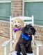 Schnoodle Puppies for sale in Houston, TX, USA. price: NA