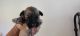 Schnoodle Puppies for sale in Phoenix, AZ, USA. price: NA