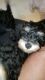 Schnoodle Puppies for sale in Greenbush, WI 53023, USA. price: $600