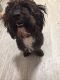 Schnoodle Puppies for sale in Tucson, AZ, USA. price: $450