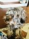 Schnoodle Puppies for sale in 8025 Sitka St, Fort Worth, TX 76137, USA. price: NA