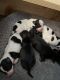 Schnoodle Puppies for sale in Warrensburg, MO 64093, USA. price: NA