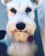 Schnoodle Puppies for sale in Palm Desert, CA, USA. price: $1,500