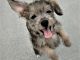 Schnoodle Puppies for sale in Erda, UT, USA. price: NA