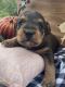 Schnoodle Puppies for sale in Hickory Grove, SC 29717, USA. price: NA