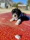 Schnoodle Puppies for sale in San Diego, CA, USA. price: NA