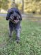 Schnoodle Puppies for sale in Houston, TX, USA. price: $250