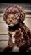 Schnoodle Puppies for sale in 18 E Linn Rd, Bluffton, IN 46714, USA. price: NA