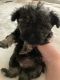 Schnoodle Puppies for sale in Nampa, ID, USA. price: NA